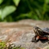 painted turtles for sale