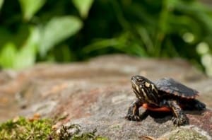 painted turtles for sale