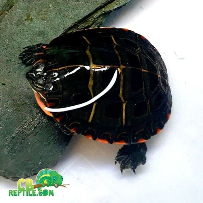 Eastern painted turtles for sale online baby painted turtle for sale painter turtles for sale