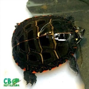 Eastern painted turtle for sale