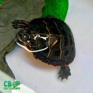 Eastern painted turtles for sale