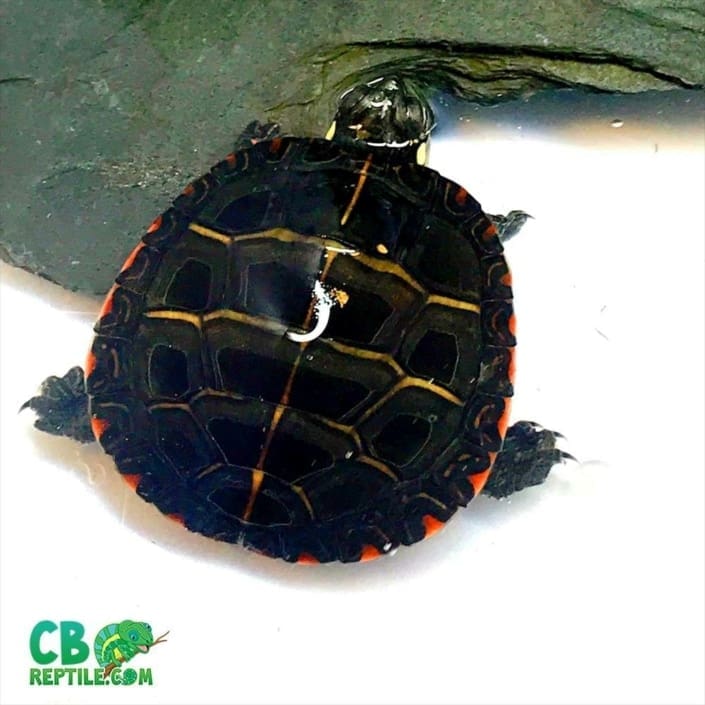Eastern painted turtles for sale online baby painted turtle for sale painter turtles for sale