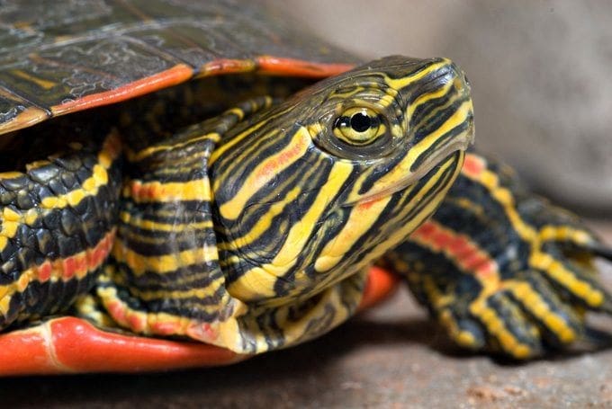 eastern painted turtle for sale