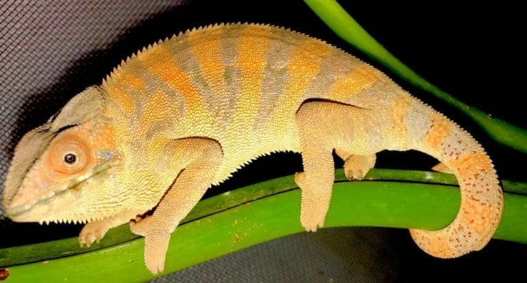 female panther chameleon color - CB Reptile | Geckos for sale