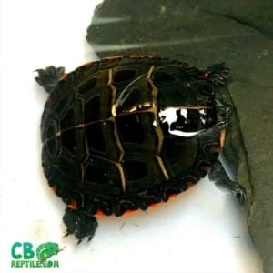 painted turtles for sale