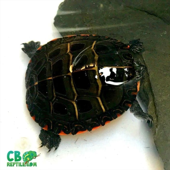 Eastern painted turtles for sale online baby painted turtle for sale