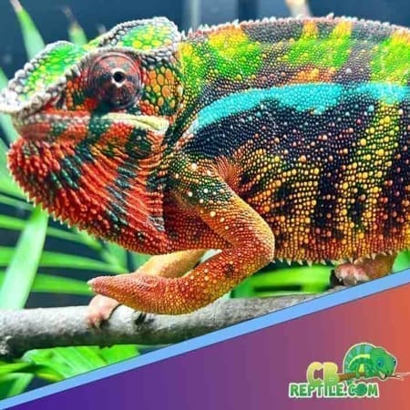 Sambava Panther Chameleon