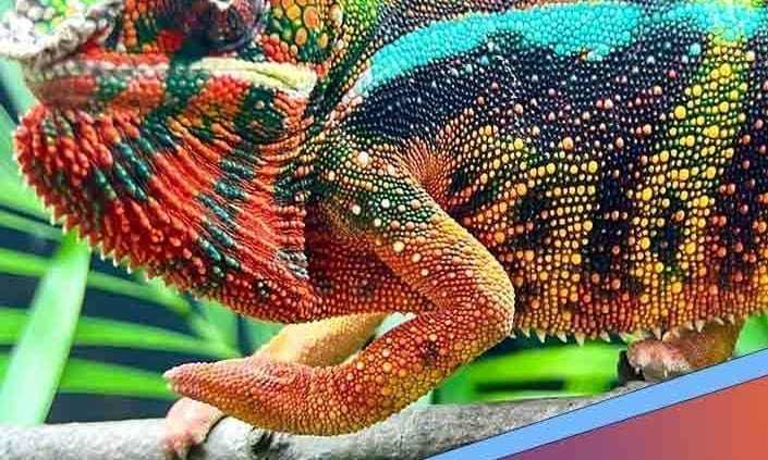 male vs female panther chameleon