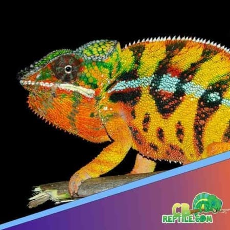 Sambava Panther Chameleon for sale
