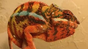 Sambava panther chameleon