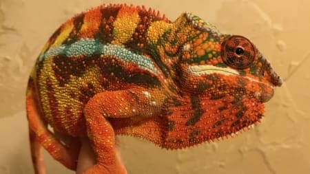 Sambava panther chameleon