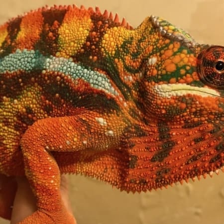 Sambava panther chameleon