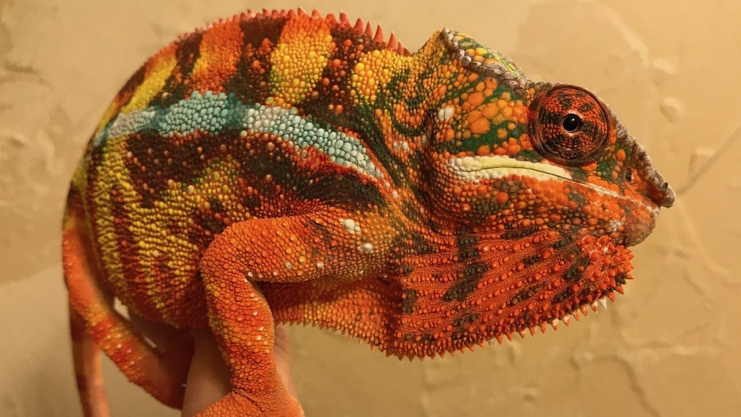 Sambava panther chameleons for sale baby sambava panther chameleon for
