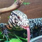 tegus for sale