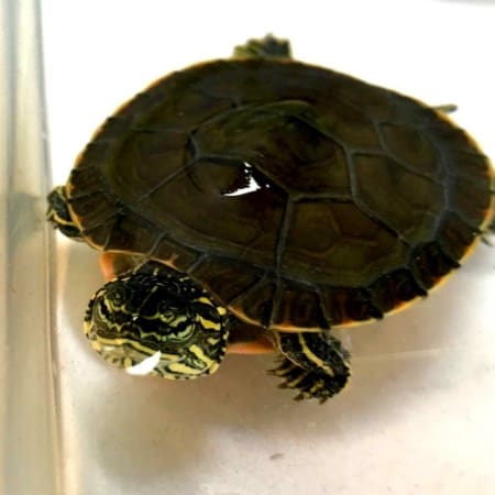 websites to buy turtles