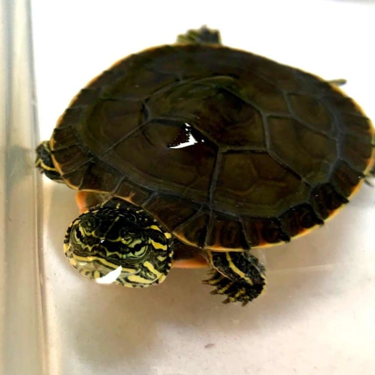 Eastern painted turtles for sale online baby painted ...