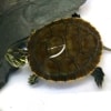 Western Painted turtle for sale