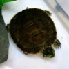 Western Painted turtles