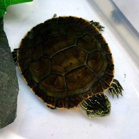 Western Painted turtles