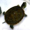 Western Painted turtles for sale