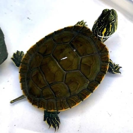 Western Painted turtles for sale