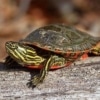 western painted turtles for sale