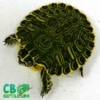 yellow bellied slider turtle