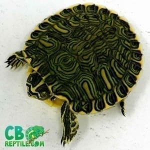 yellow bellied slider turtle