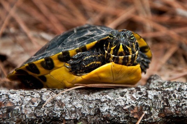 Yellow bellied slider turtle for sale online baby yellow