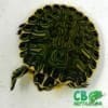 yellow belly slider for sale