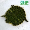 yellow belly slider turtle