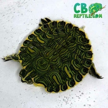 yellow belly slider turtle