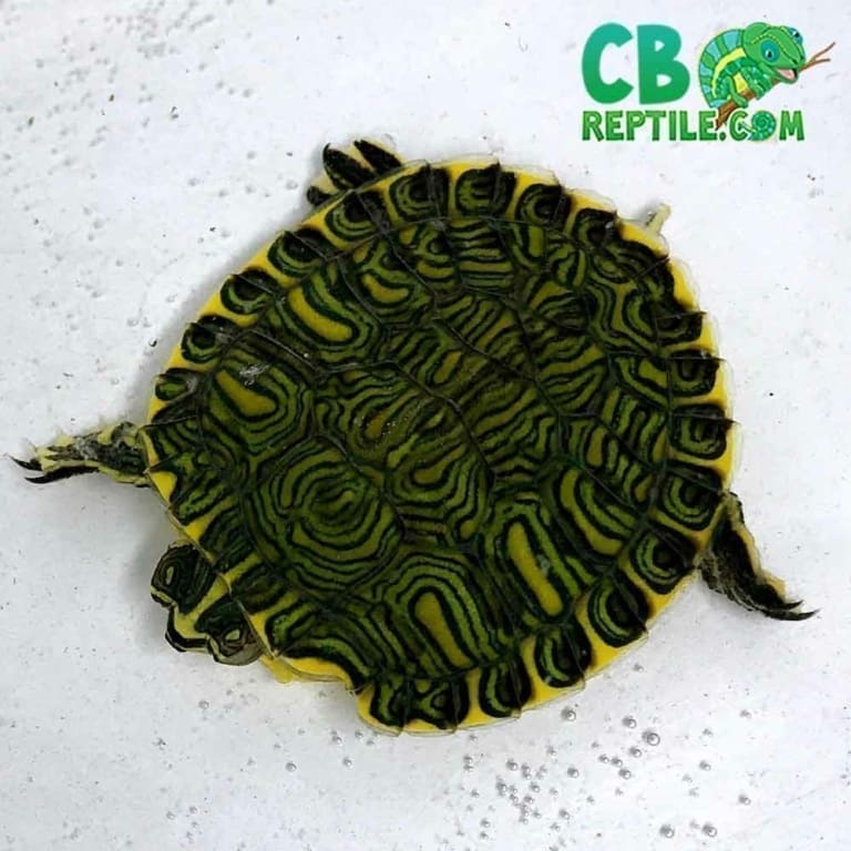 Yellow bellied slider turtle for sale online baby yellow belly slider