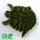 yellow belly slider turtle for sale