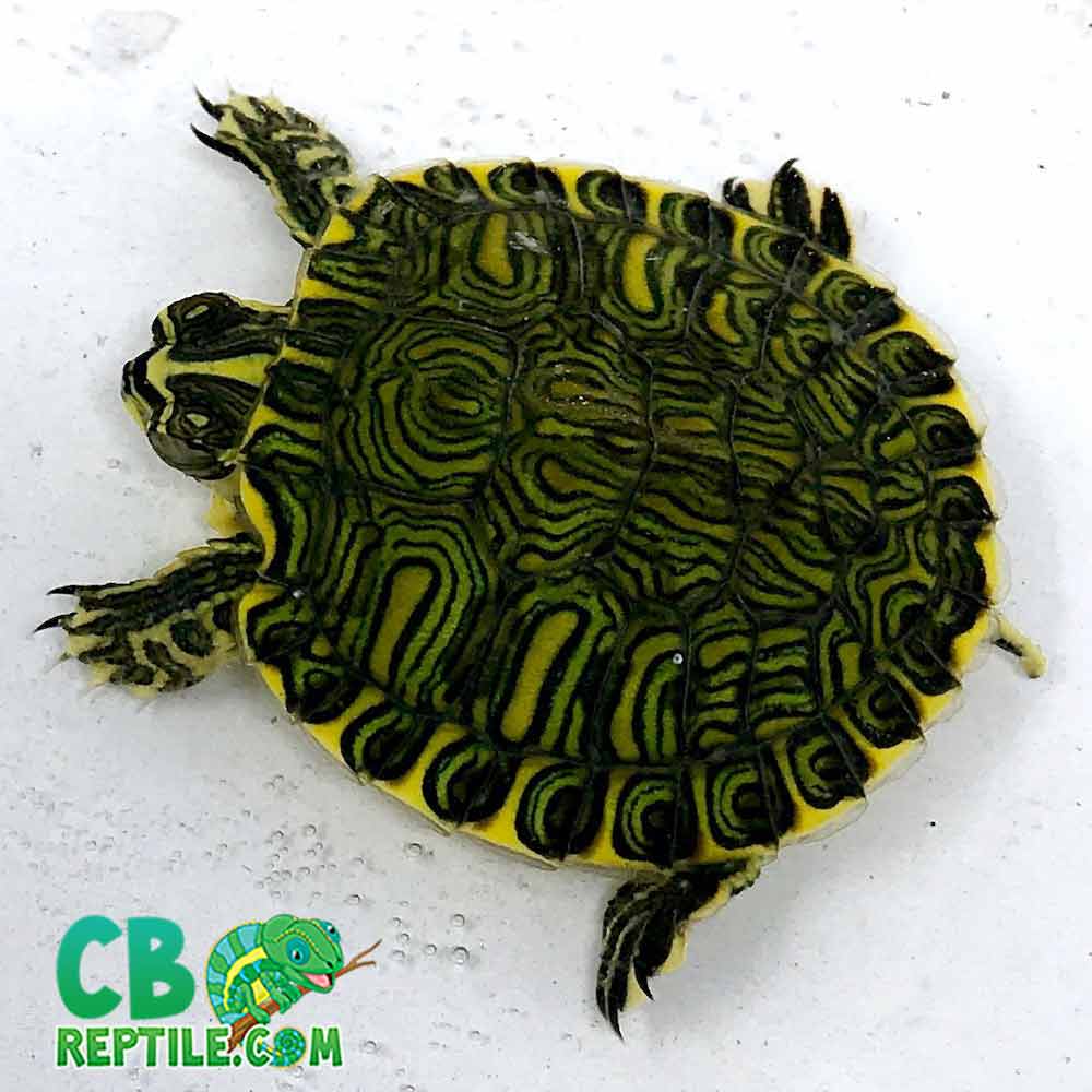 red eared slider for sale