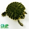 yellow belly slider turtles for sale