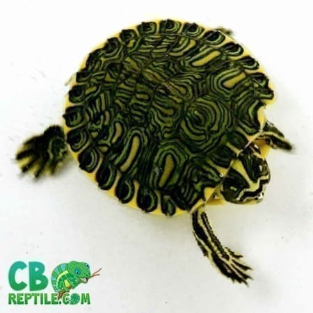 yellow belly slider turtles for sale