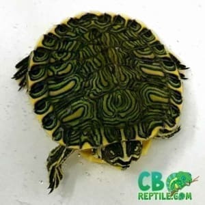 yellow slider turtle