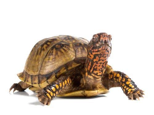 three toed box turtle for sale