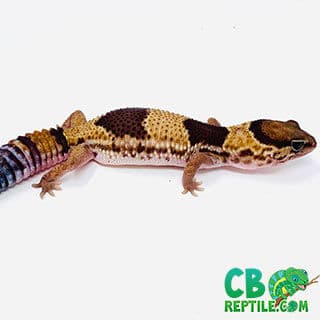 African fat tail gecko