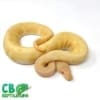 Albino pinstripe ball python for sale