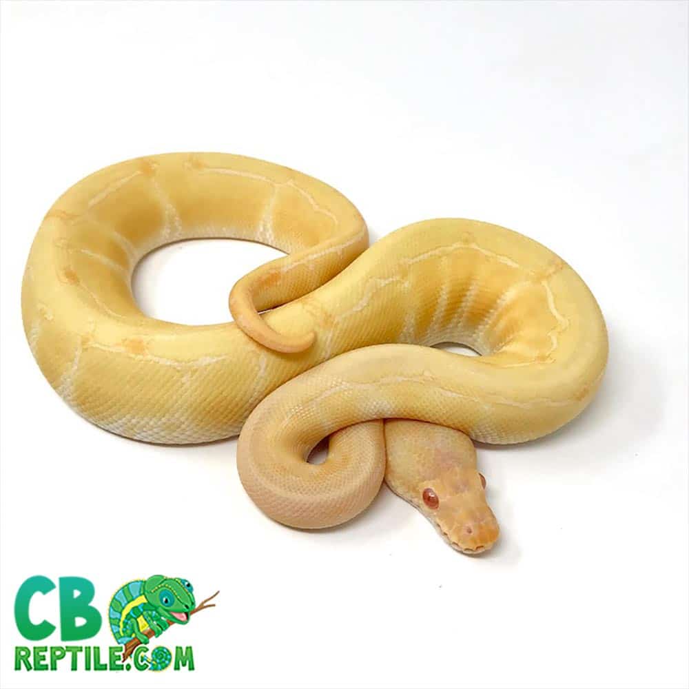 Albino pinstripe ball python