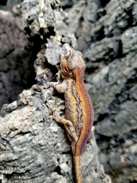 orange and red stripe gargoyle gecko - Image 4