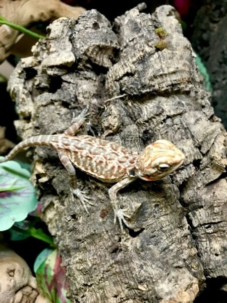 silkie bearded dragon - Image 2
