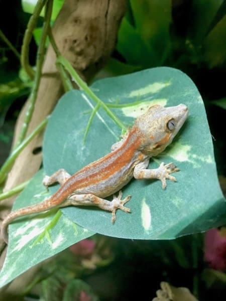 orange and red stripe gargoyle gecko - Image 3