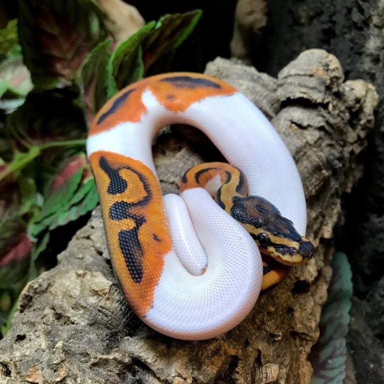 piebald ball python