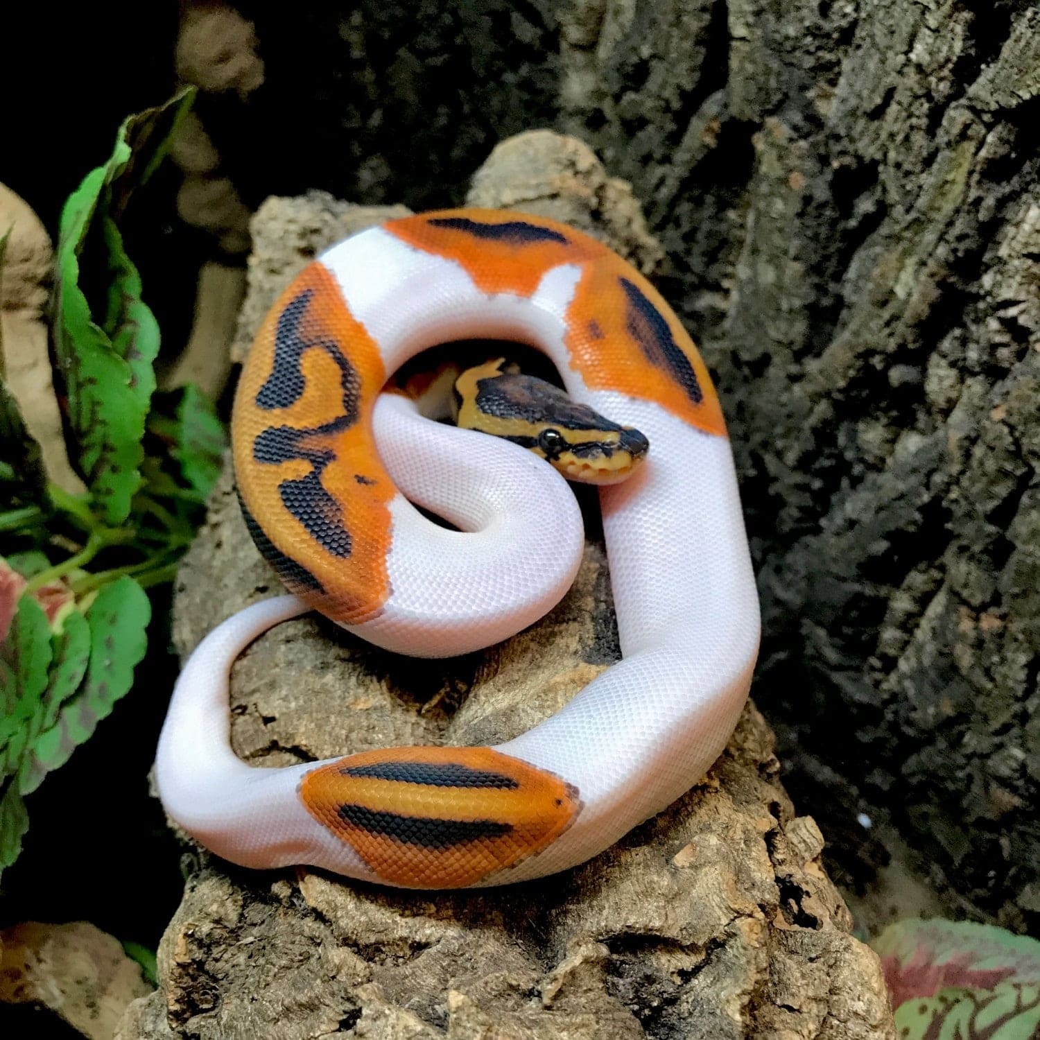 Pied Ball Python For Sale Online Baby Piebald Pythons For Sale Near Me