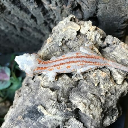 orange and red stripe gargoyle gecko - Image 2