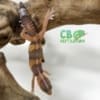 Striped Tangerine African Fat Tailed Gecko for sale