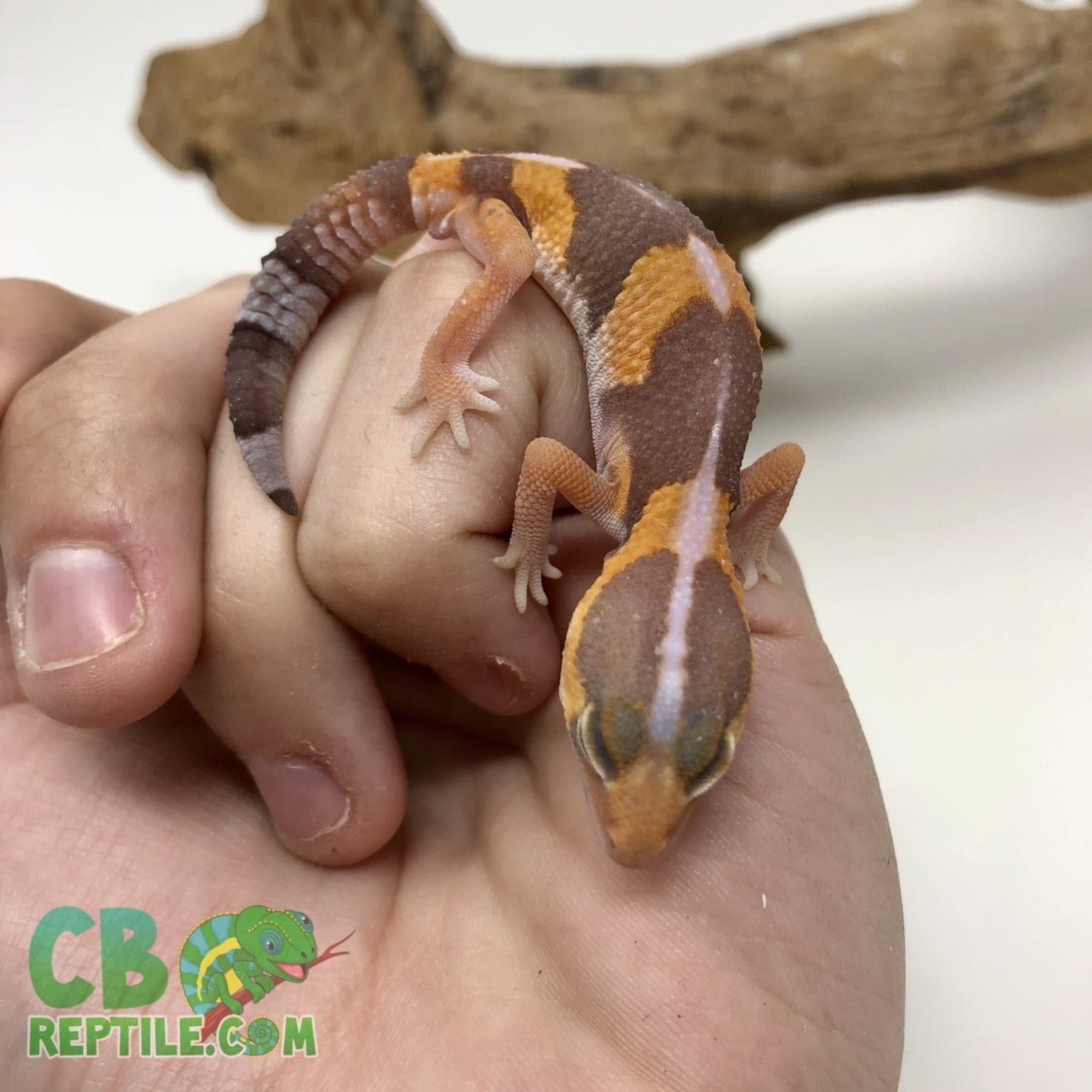 Striped Tangerine African Fat Tail Gecko for sale Striped